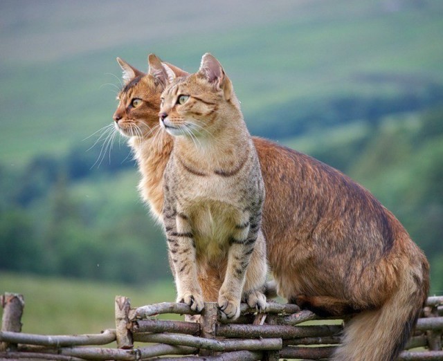 Кот без прикрас