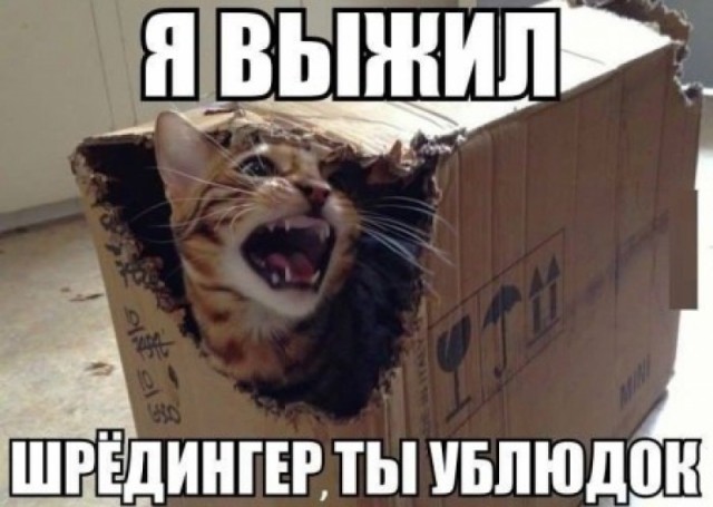 Прикольных котов пост