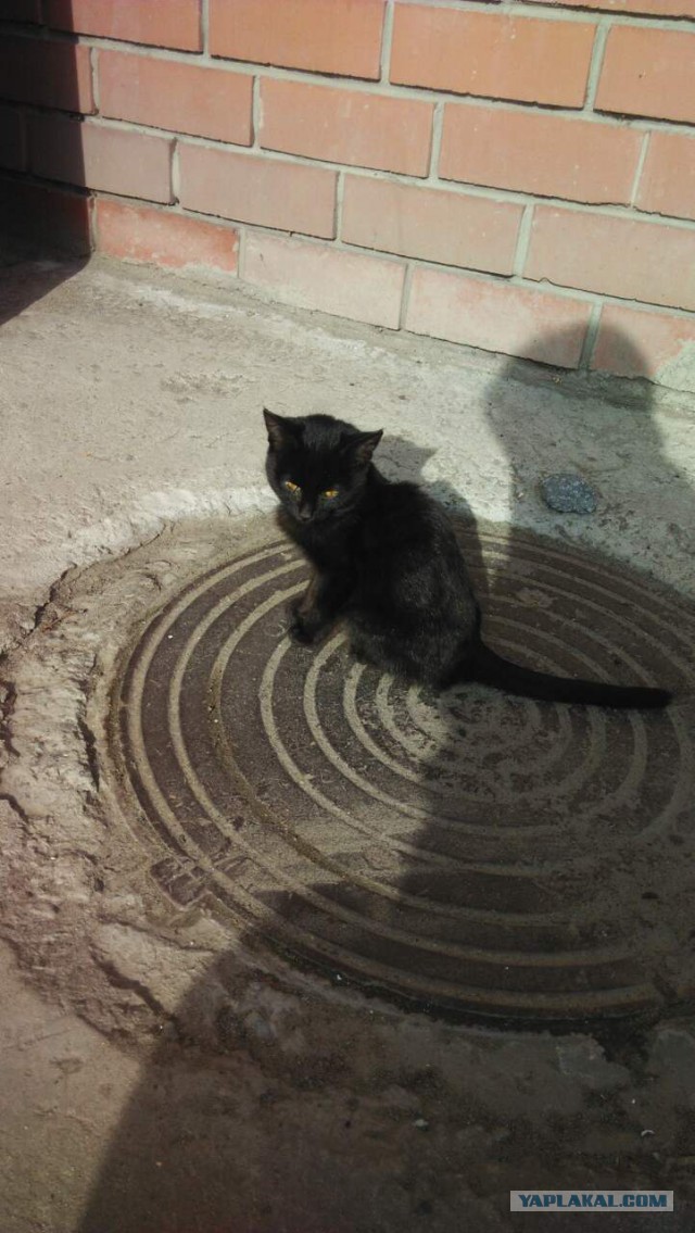 Котовторник 11.09.18.