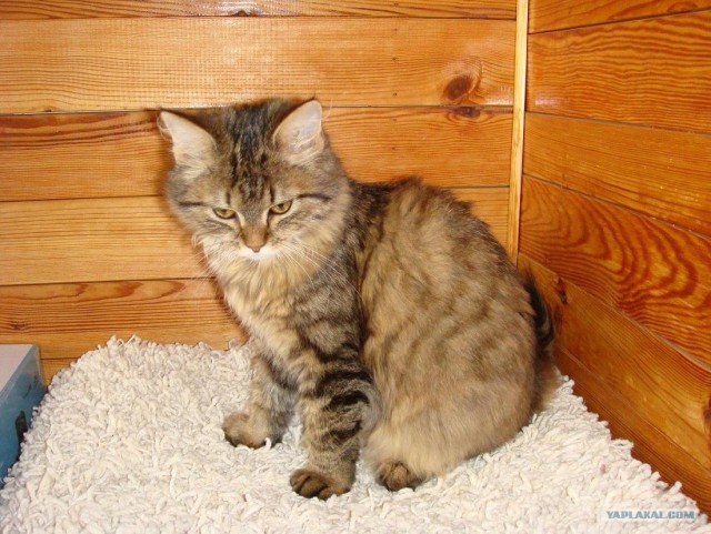 Котовторник на 24 августа