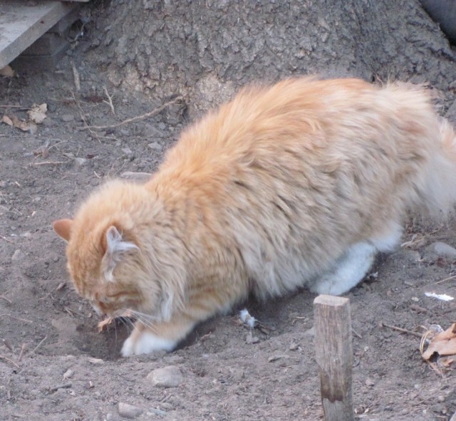 Котейкин вторник! Космический 12.04!