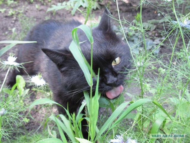 Котовторник с Максом