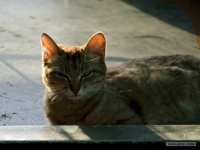 Котовторник так котовторник!