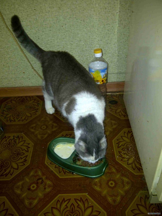 Котовторник 1.11.11