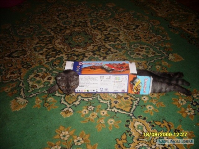 Котовторник 27.12.11