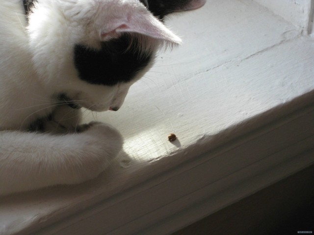 Котовторник (24. 01. 2012 )