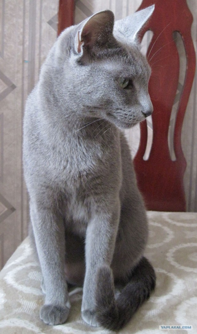 Котовторник (14.02.2012)