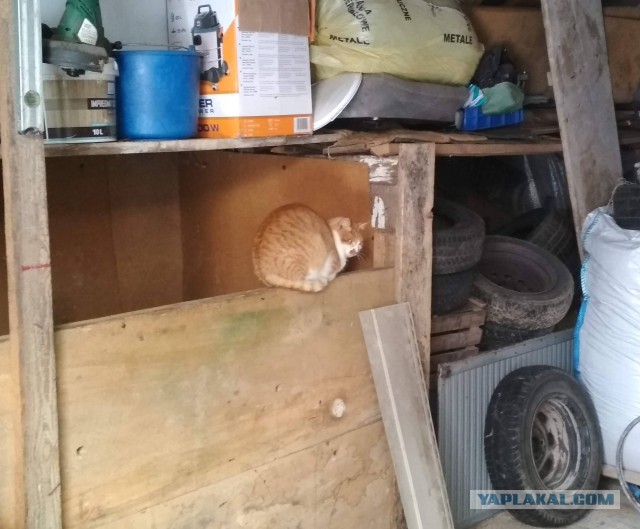 Зимние коты