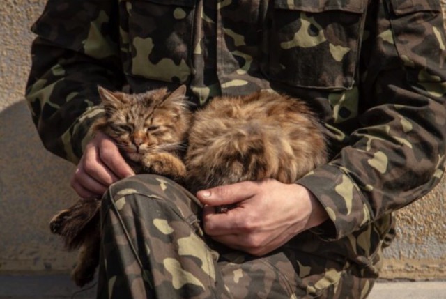 Прикольных котов пост