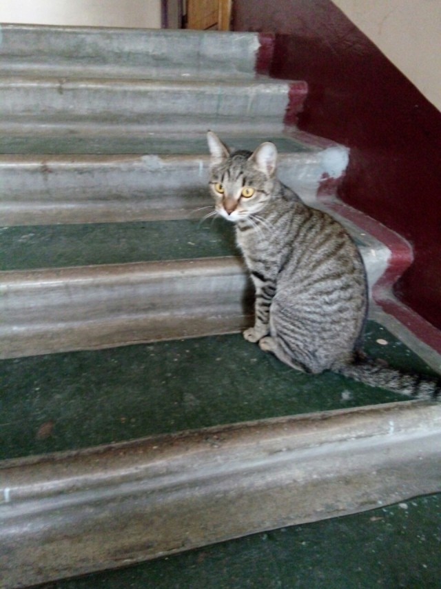 Забавные фото котеек
