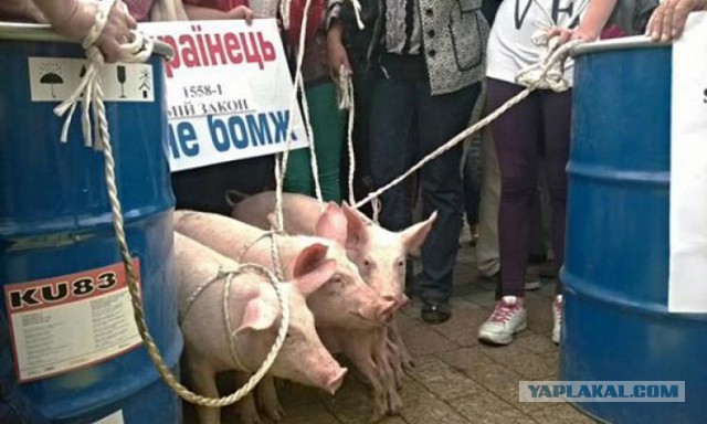 Медведь в речке на "курортах Волгоградской области"