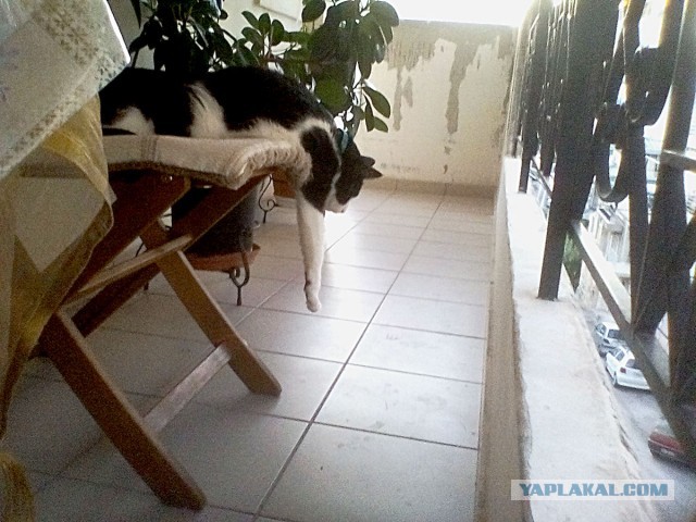 Кошки отдыхают