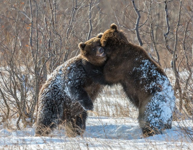 Живность из сети