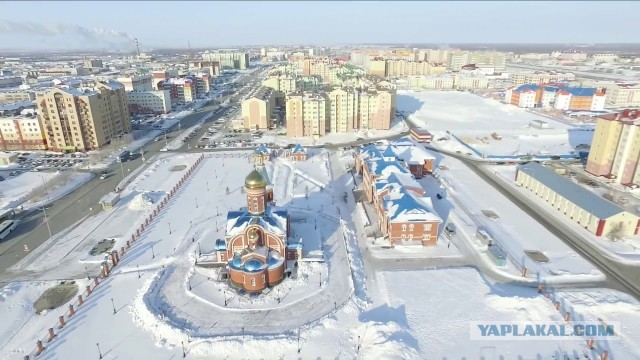 Молодой медведь на Ямале