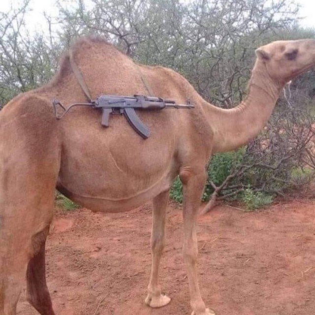 Эти забавные животные