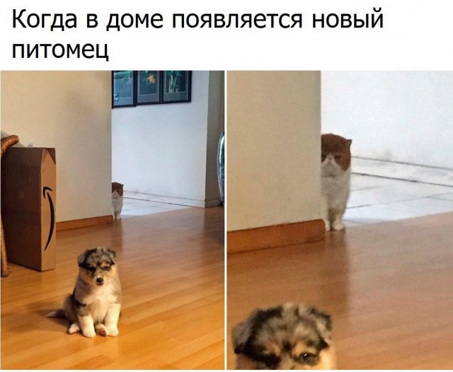 Чуток картинок 13.06.20