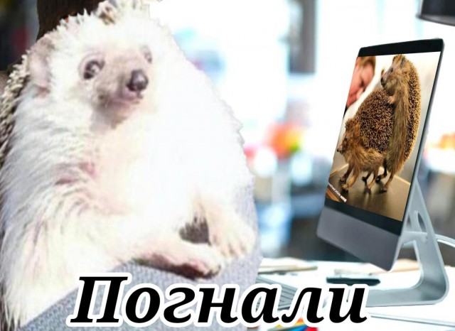 "Идеальный пассажир". Фотожабы на ежика, который пристегнулся