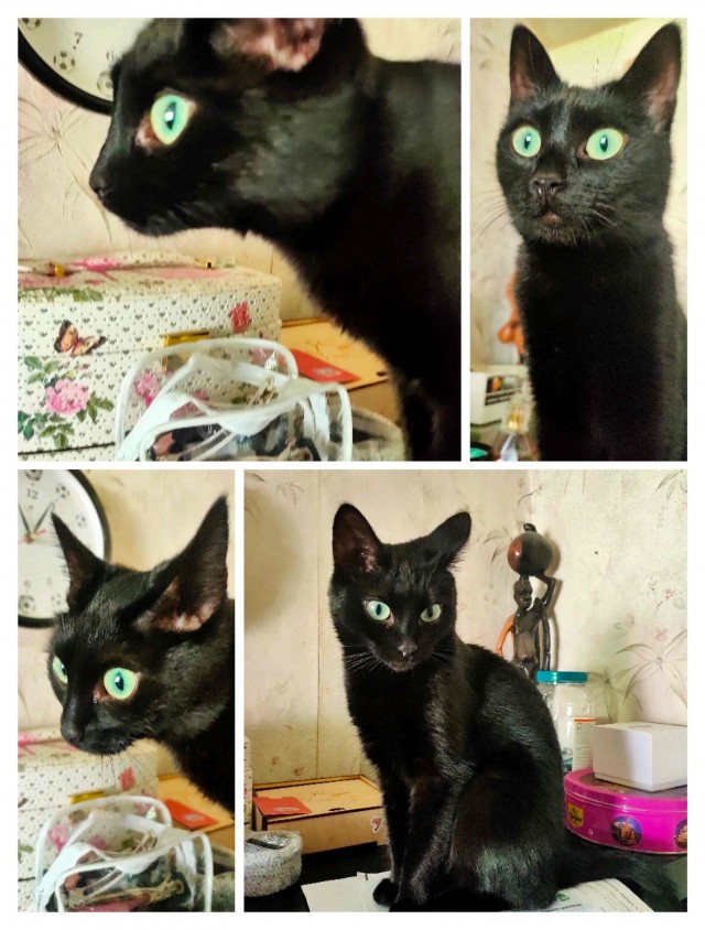 Котовторник 14.07.2020