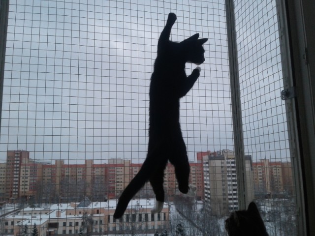 Балкон для кота