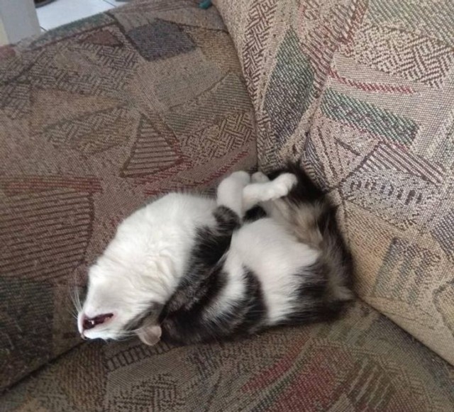 "Удоли!" Дурацкие фото котеек, которые они просили не показывать