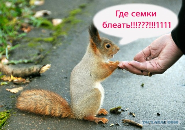 Фотожаба: Бельчонок