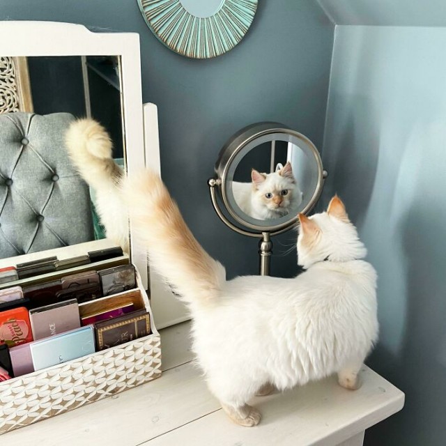 К - Котогеничность