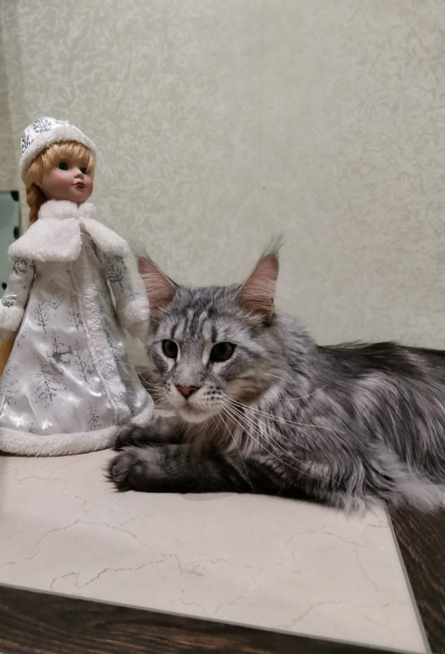Котовторник. Мои котейки