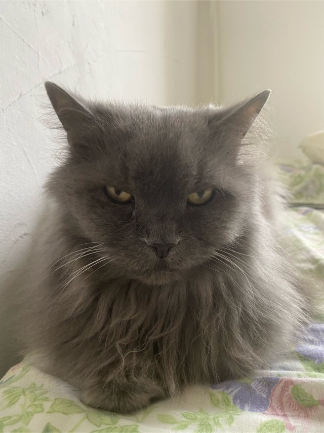 Котовторник!