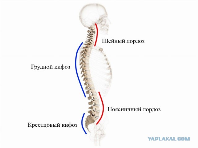 Взгляд нейрохирурга на мануальную терапию