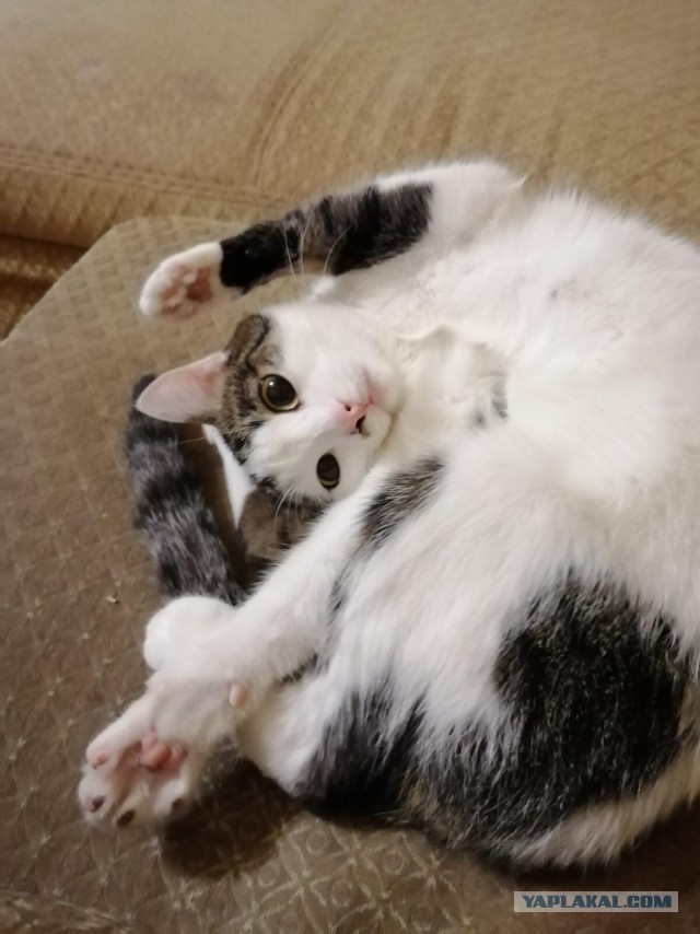 Котовторник 28.09.21