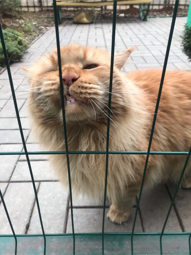 Котовторник 11.01.22