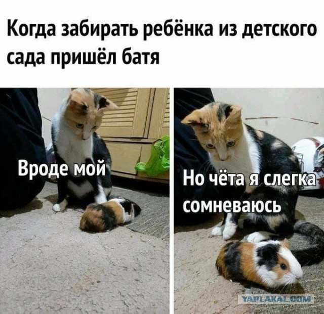 Веселые картинки и видосики