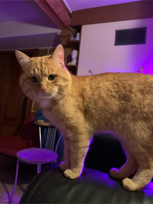 Не буду я ждать котовторника!