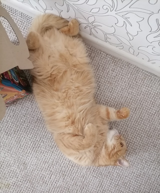 Ну, поехали в котоввторник!