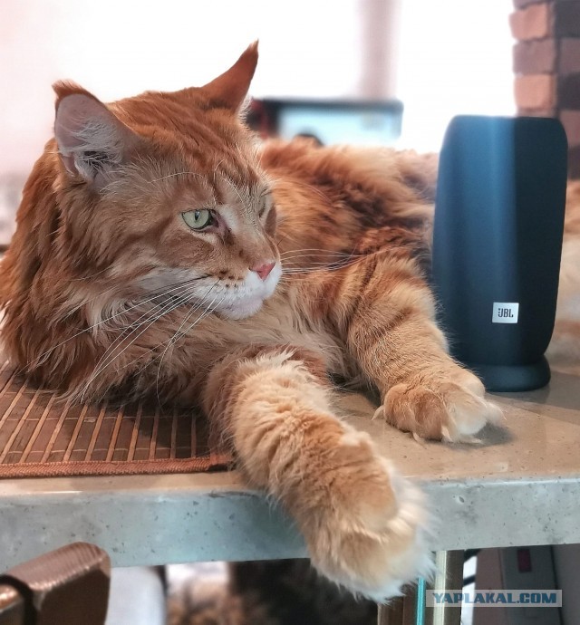 А это мой котан к котовторнику