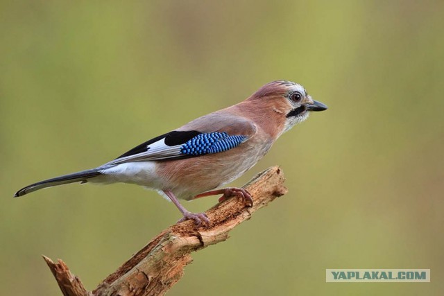 Эти интересные сойки