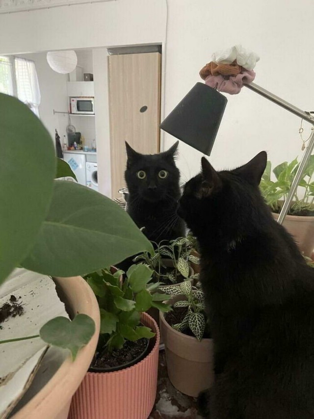Начинаем котовторник.