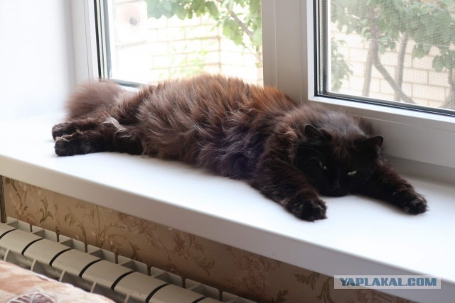 Чёрные коты не такие