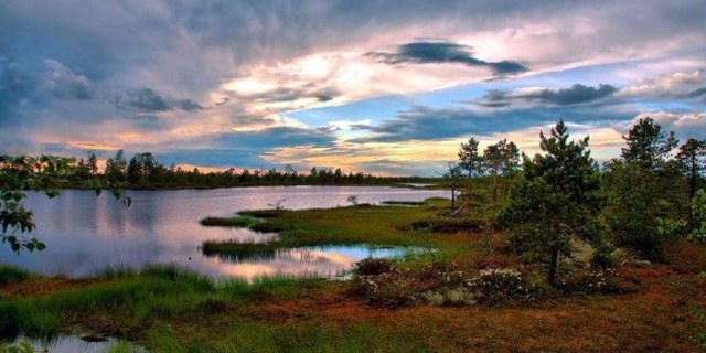 Васюганские болота: какие артефакты, найденные в самой большой топи мира, поразили ученых