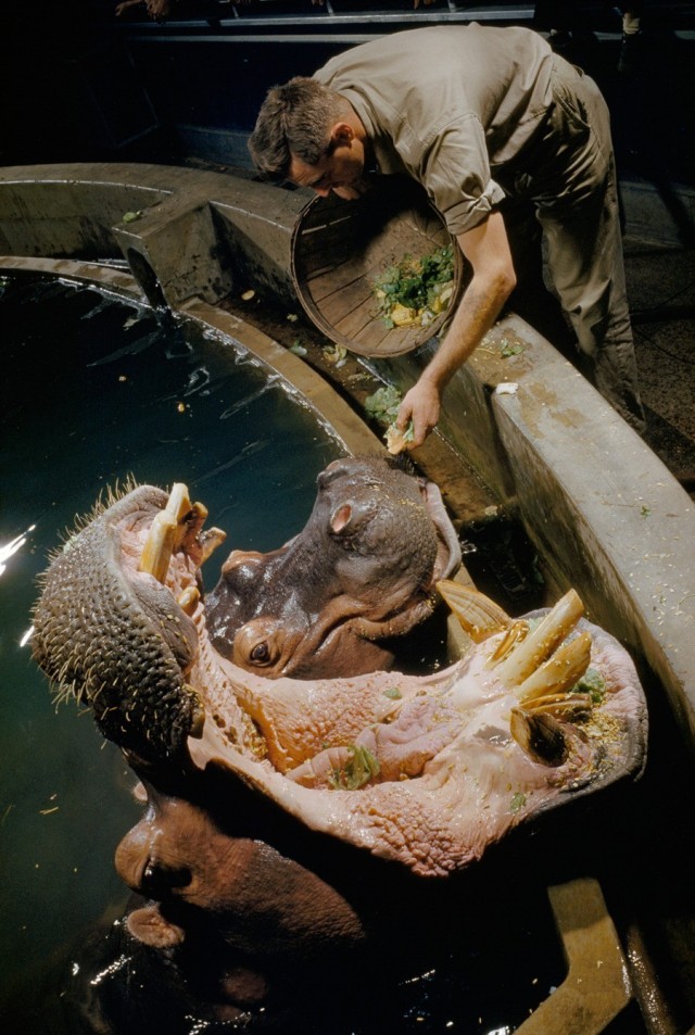 Фотоархив National Geographic: восторг и трепет в фотографиях со всего мира