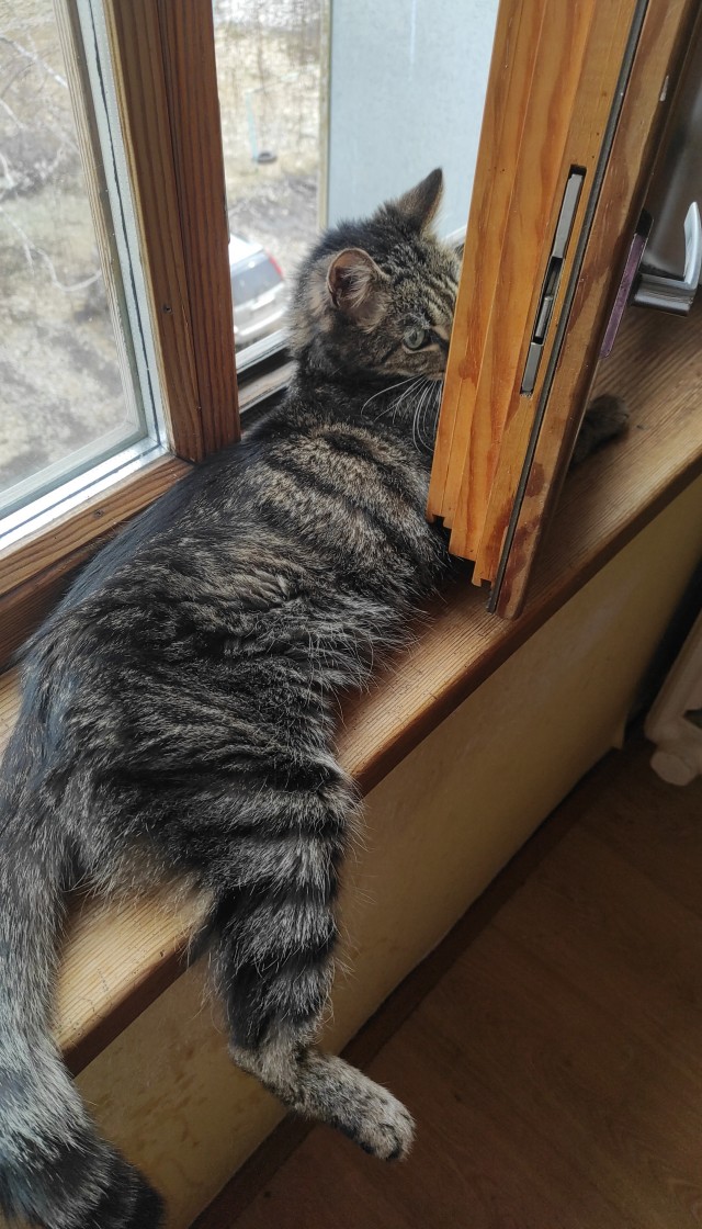 Котовторник! 16+ Коллеги-рабы, отмечаемся, у кого хозяину много лет!