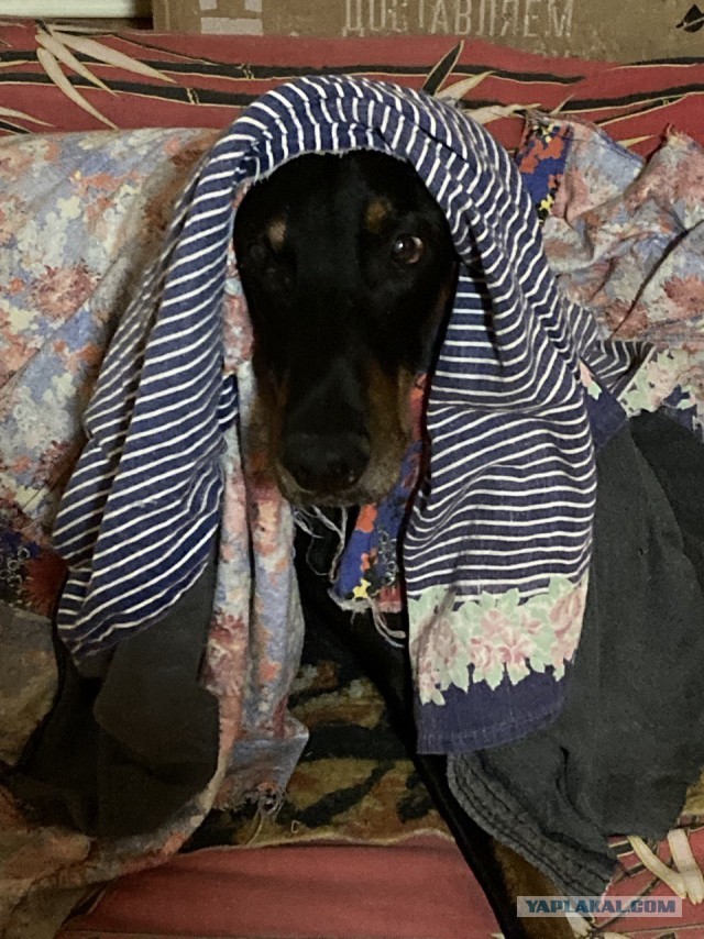 Собакочетверг