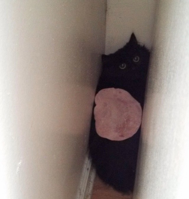 Мой котовторник..