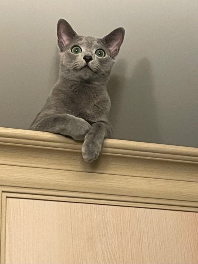 Котовторник 09.04.24