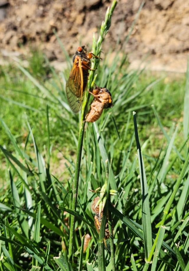 В мае из-под земли впервые за 230 лет выползет триллион насекомых. Чем это опасно?