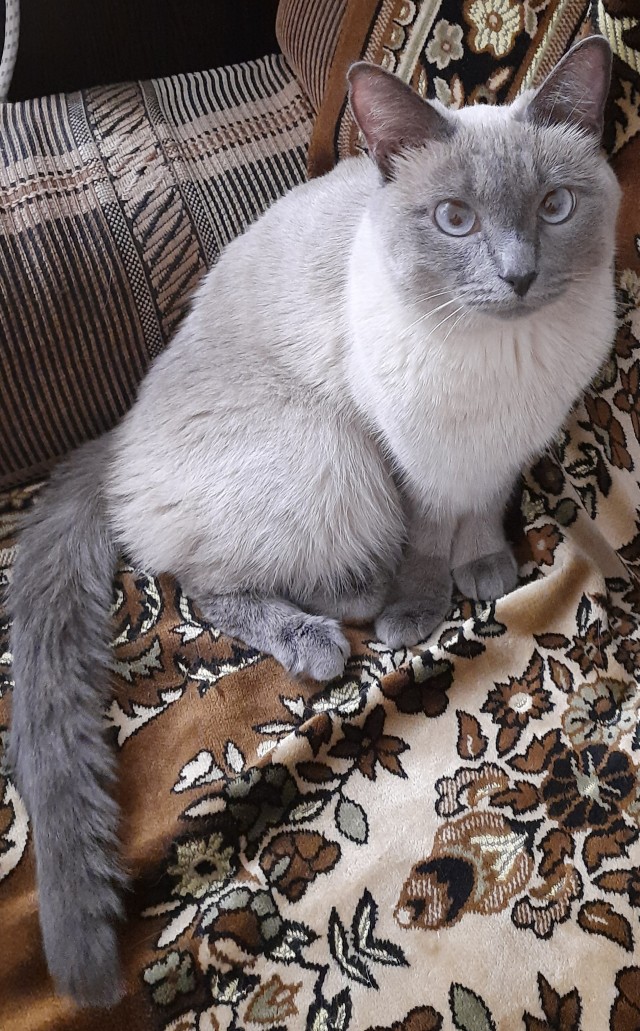 Котовторник же!