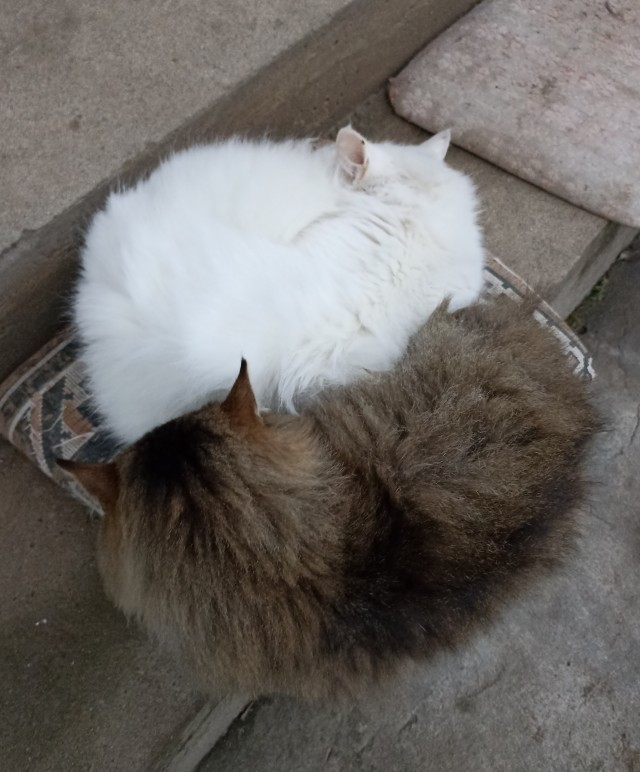 Котовторник, от мала до велика