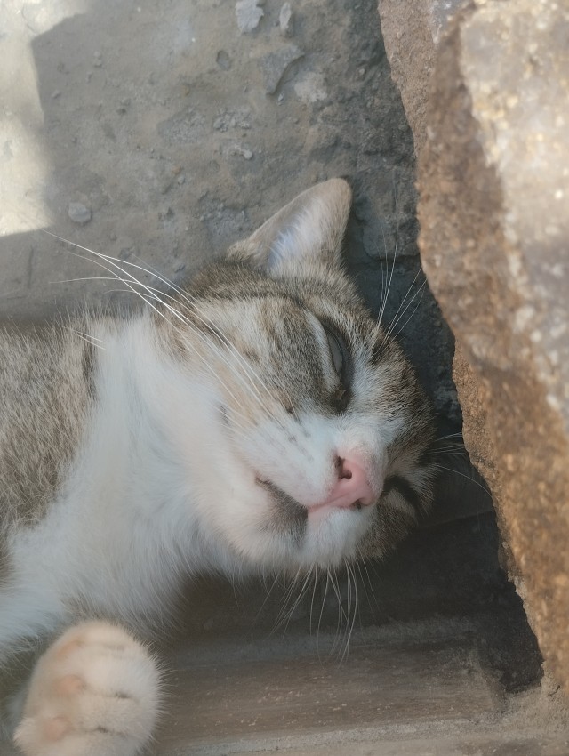Приёмный