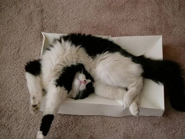 Коробочки наше фсё