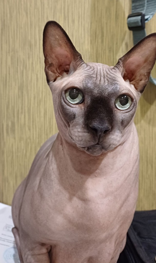 Гадкий котёнок